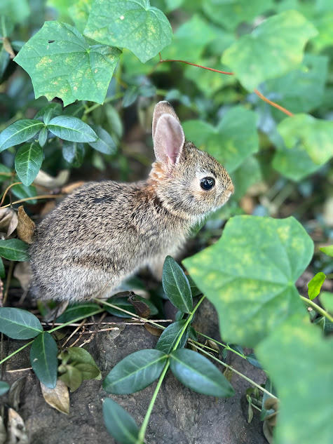 Do those baby bunnies need help?